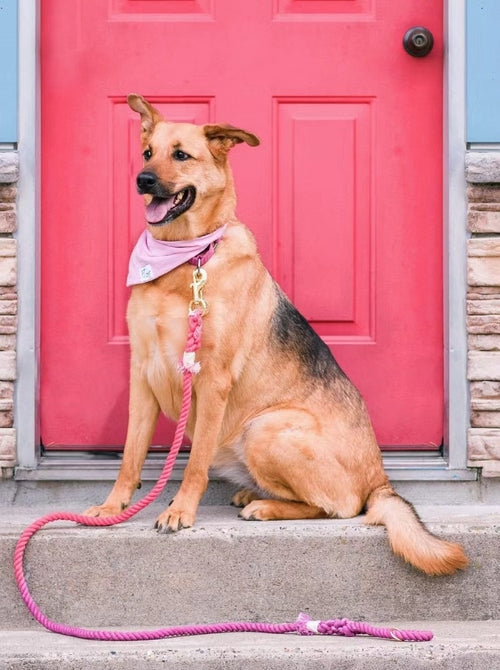 EverPaw™ Luxe Leash & Collar Set