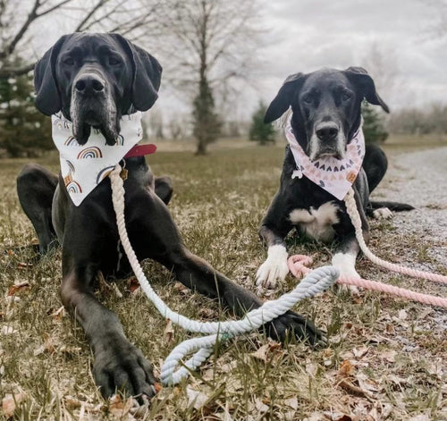 EverPaw™ Luxe Leash & Collar Set