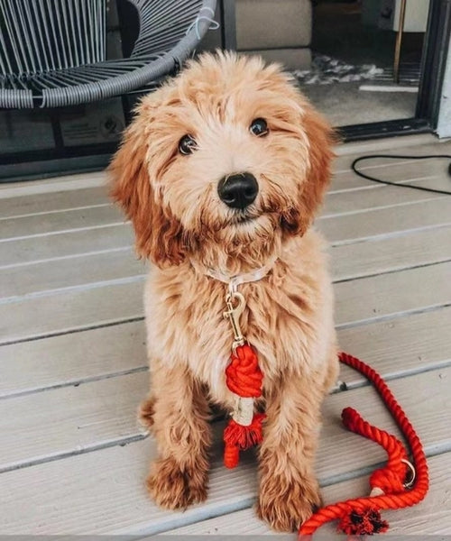 EverPaw™ Luxe Leash & Collar Set