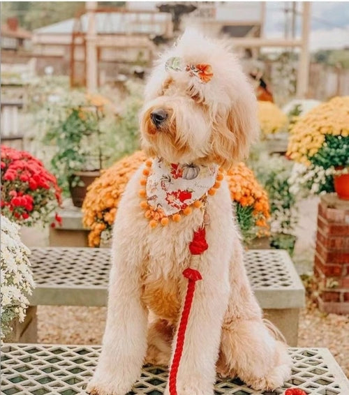 EverPaw™ Luxe Leash & Collar Set