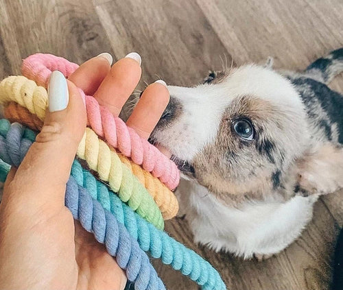 EverPaw™ Luxe Leash & Collar Set