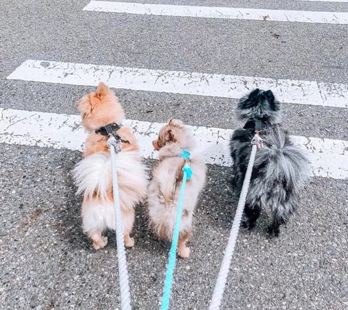 EverPaw™ Luxe Leash & Collar Set