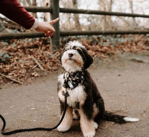 EverPaw™ Luxe Leash & Collar Set