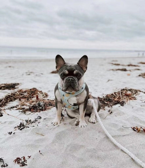 EverPaw™ Luxe Leash & Collar Set