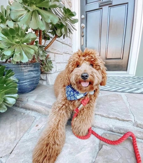 EverPaw™ Luxe Leash & Collar Set
