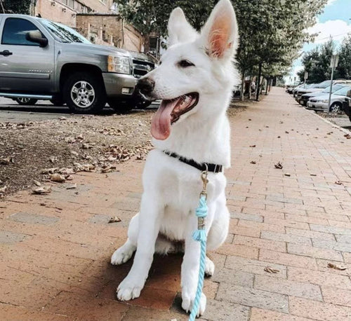 EverPaw™ Luxe Leash & Collar Set