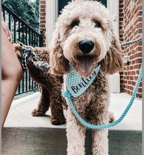 EverPaw™ Luxe Leash & Collar Set