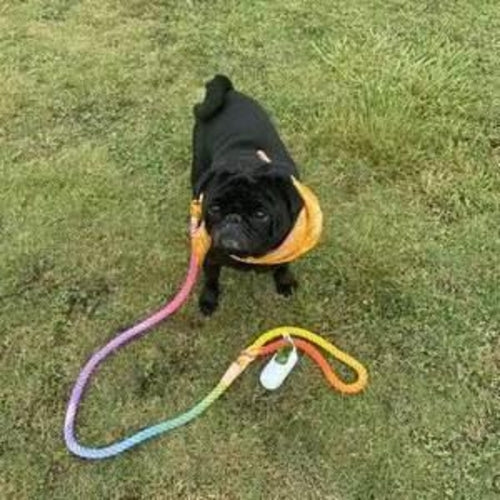 EverPaw™ Luxe Leash & Collar Set