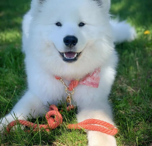 EverPaw™ Luxe Leash & Collar Set