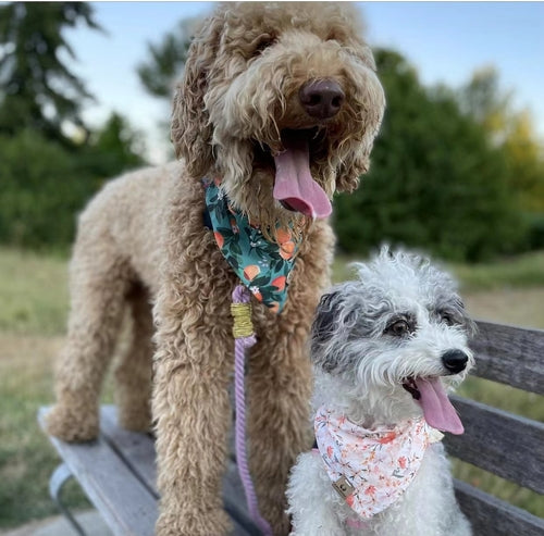 EverPaw™ Luxe Leash & Collar Set