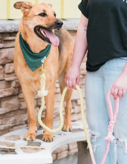 EverPaw™ Luxe Leash & Collar Set