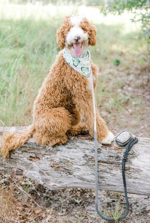 EverPaw™ Luxe Leash & Collar Set